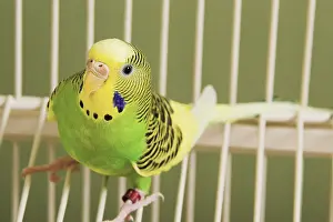 A very colorful and exotic tropical parakeet
