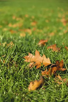 Colorful falling autumn leaves