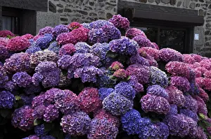 Colorful hydrangea bushes with pink