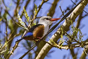 A colorful kingfisher with a distinctive red beak sits attentively on a cable
