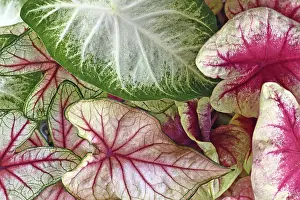 Colorful leaves of Caladium plant in pink