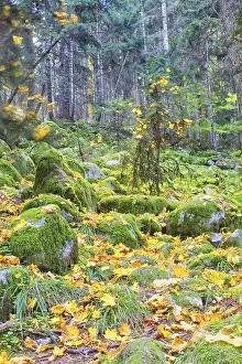 Colorful leaves on the trees against the blue sky autumn forest