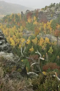 Colorful mixed forest in autumn