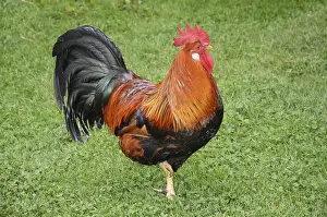 Colorful rooster in Den gamle by