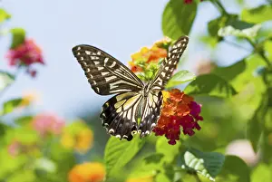 Colorful swallowtail butterfly flying and feeding under blue sky