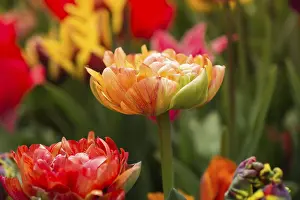 Colorful tulip flowers bloom in the spring garden