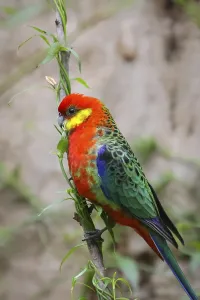 Colorful Western rosella perching on a branch