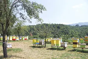 Colorful wooden beehives in a rural apiary surrounded by lush greenery