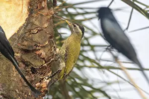 A colorful woodpecker (Picus xanthopygaeus) on a palm tree with another blurred bird nearby-Bandarbon