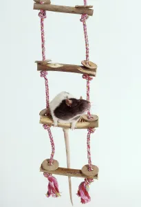 Colour rat, agouti-hooded, on rope ladder