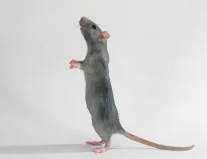 Colour rat, blue, lateral