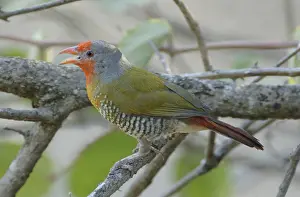 Coloured branch (Pytilia melba)