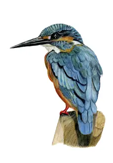 Coloured pencil drawing of a kingfisher standing on a branch looking to the left
