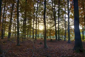Colourful autumn in the beech forest