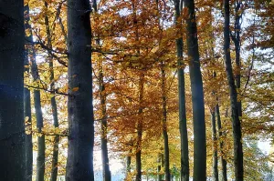 Colourful autumn in the beech forest