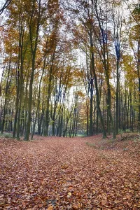Colourful autumn in the beech forest