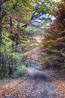 Colourful autumn in the beech forest