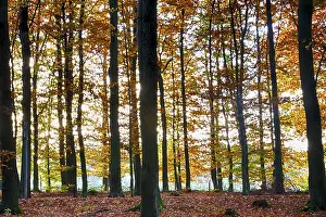 Colourful autumn in the beech forest