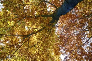 Colourful autumn in the beech forest