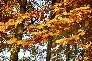 Colourful autumn in the beech forest