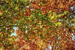 Colourful autumn in the beech forest
