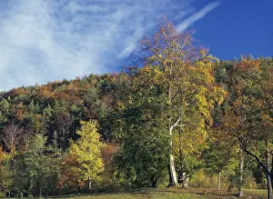 Colourful autumn colours at a forest and a hunting shed