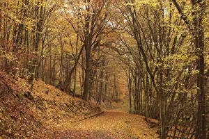 Colourful autumn forest