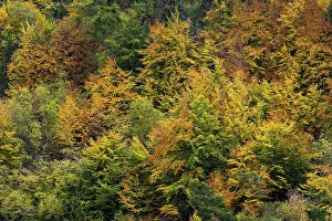 Colourful autumn forest, autumn