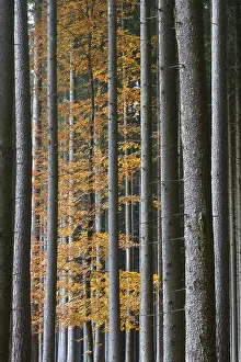 Colourful autumn forest in Bavaria