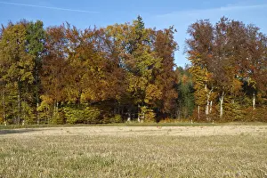 Colourful autumn forest in Bavaria