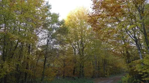 Colourful autumn forest, mainly birch trees