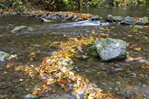 Framed Print : Colourful autumn leaves and stones in Rote Weisseritz in Rabenauer Grund Framed Print : Colourful autumn leaves and stones in Rote Weisseritz in Rabenauer Grund