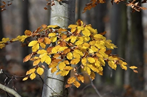 Colourful beech branch in autumn forest