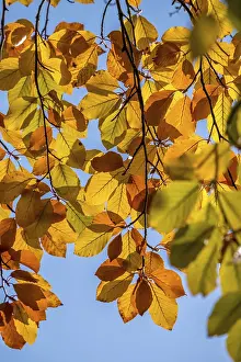 Colourful beech leaves in autumn