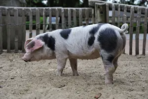 Colourful Bentheimer pig, Zoo Nordhorn