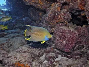 A colourful Bermuda angelfish (Holacanthus bermudensis) with bright blue and yellow colours next to rocks