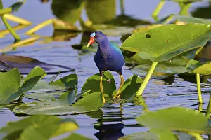 A colourful bird balancing on water lilies in a natural body of water