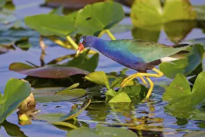 A colourful bird crosses the water surface on green leaves