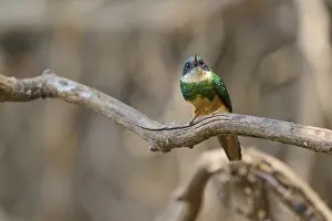 A colourful bird looks up and sits on a branch against a blurred background