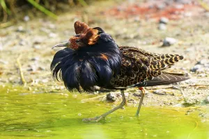 Colourful bird striding dynamically through greenish water in a lively environment