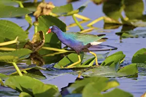 A colourful bird walks over foliage in clear water