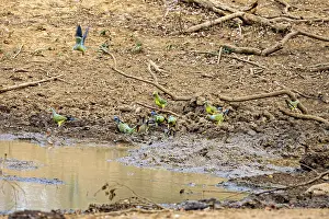Several colourful birds gather around a waterhole in a dry