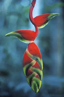 Colourful bloom in Tambopata National Park in the Amazon Basin