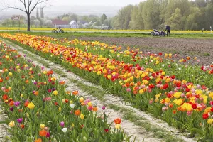 Colourful blooming tulips (tulpia) in a field for self-cutting flowers in Katzenberg