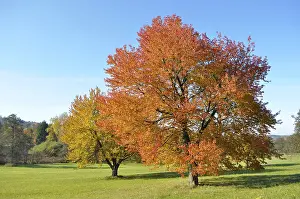 Colourful cherry trees in autumn