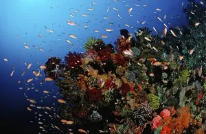 Colourful coral reef, Bali, Indian Ocean
