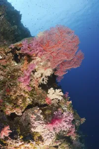 Colourful coral reef, Peleliu Wall