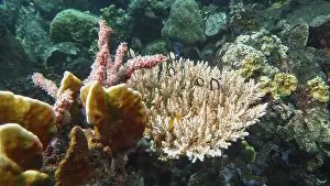 Colourful corals and fish in a rich and vibrant underwater landscape