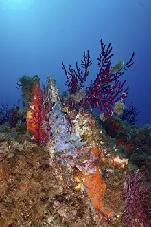 Colourful corals, Violescent sea-wonge (Paramuricea clavata) and marine sponges