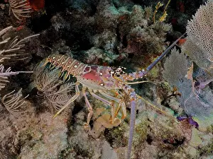 Category Coral Reefs DE Prints: Colourful crayfish, Caribbean langoustine (Panulirus argus)